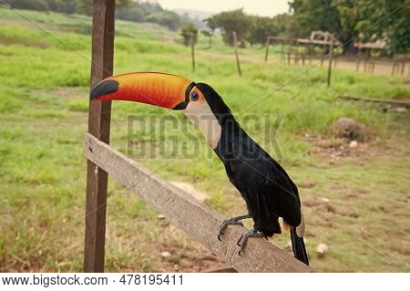 Toucan Bird With Orange Beak. Photo Of Toucan With Beak Outside. Toucan With Beak Outdoor.