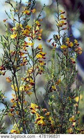 Yellow And Red Flowers Of The Australian Native Pea Bossiaea Heterophylla, Family Fabaceae, Growing 