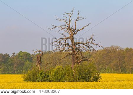 Old Trees In The Morning In Rogalin. Landscape Of Rogalin Park. Poland.