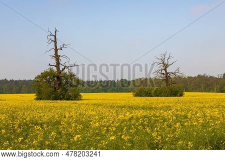 Old Trees In The Morning In Rogalin. Landscape Of Rogalin Park. Poland.