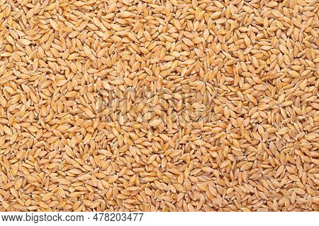 Hulled Einkorn Wheat, Dried And Husked Littlespelt Grains, From Above. Triticum Monococcum, One Of T