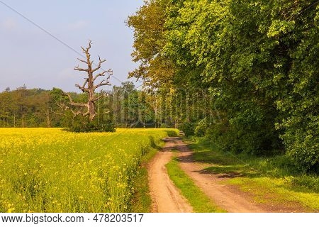 Old Trees In The Morning In Rogalin. Landscape Of Rogalin Park. Poland.