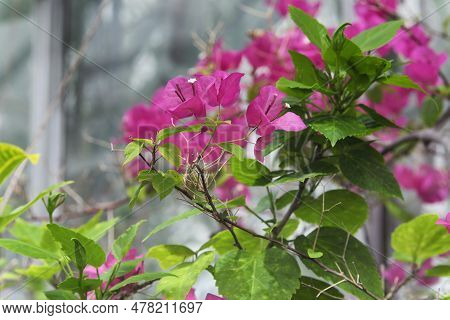 A Pink Bougainvillea Plant In Bloom In A Tropical Greenhouse At The Beardsley Zoo In Bridgeport Conn