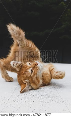 A Tiny Kitten Enjoying In A Own Company