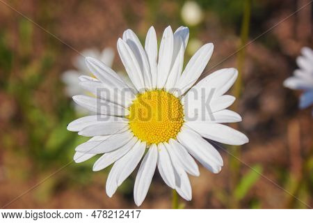 Common Daisy Bellis Perennis In Bloom , Ox-eye Oxeye Daisy Flower Leucanthemum Vulgare Close Up With