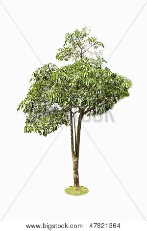 Apocynaceae? Tree Isolated.
