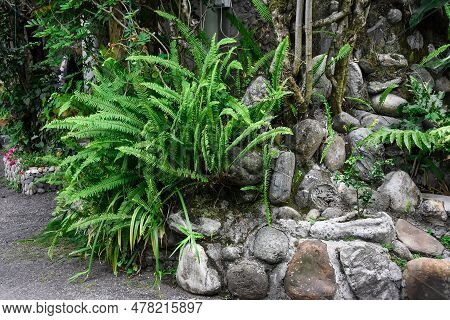 Nephrolepis Cordifolia. Commonly Known As Tuberous Sword Fern, Boston Fern, Erect Sword Fern, Ladder