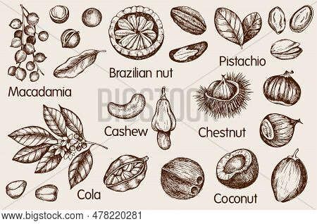 Set Of Vintage Hand Drawn Nuts. Cola, Macadamia, Cashew, Pistaсhio And Coconuts. Vector Illustration