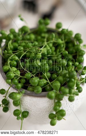 Potted Senecio Rowley House Plant In White Ceramic Pot On A Table Indoors