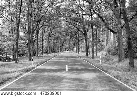 Asphalt Road Roadway Through Summer Forest Trees