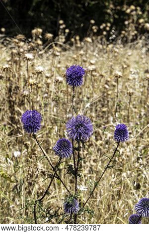 Violet Flower Of Echinops Bannaticus Blue Globe Thistle A Member Of The Sunflower Family. Selective 