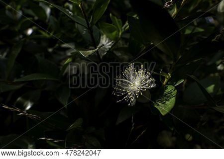 Delicate White Myrtle Flowers Close-up. Selective Focus. Myrtus Communis