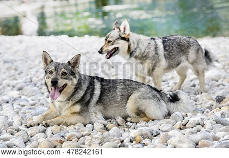 Swedish Vallhund  Swimming In A River In Summer