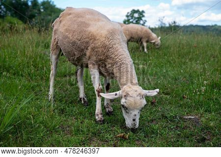 Idyllic Pastoral Scene With Recently Shorn Sheep Grazing Under A Blue Sky In A Green Grass Pasture. 