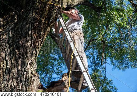 Caucasian Man At The Top Of A Ladder Leaning Against A Large Tree With A Diseased Branch Tying A Rop