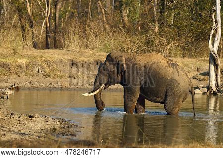 The Indian Elephant (elephas Maximus Indicus), A Large Tusker Bathing In A Forest Watering Hole. A L