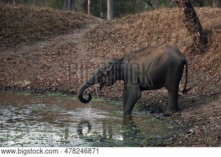 The Indian Elephant (elephas Maximus Indicus), A Young Female By A Pool Of Murky Water In The Deep J