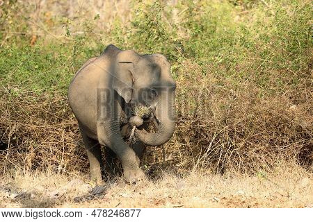 The Indian Elephant (elephas Maximus Indicus), A Young Female Feeds On Dry Grass During The Dry Seas