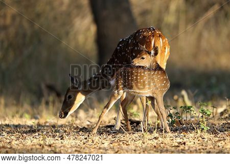 The Chital Or Cheetal (axis Axis), Also Known As The Spotted Deer, Chital Or Axis Deer. A Young Fawn