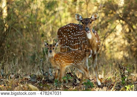 The Chital Or Cheetal (axis Axis), Also Known As The Spotted Deer, Chital Or Axis Deer. A Young Fawn