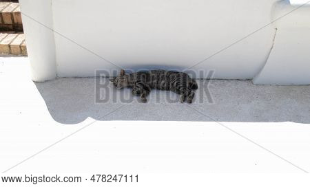 Gray Stripes Domestic Cat Sleeping In Shady Area.