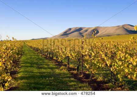 Campos de vides de uva