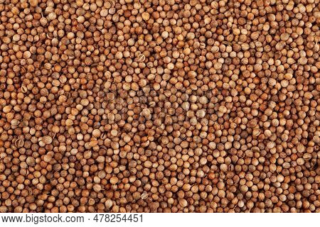 Dried Coriander Seeds, Close-up. Savoury Spice. Food Background, Design Element.