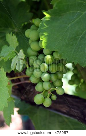 Uvas verdes
