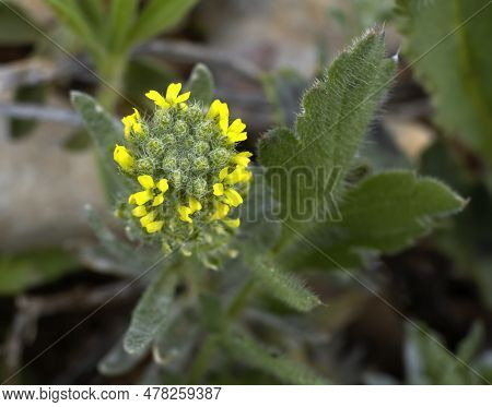 Alyssum Alyssoides Is A Species Of Herbaceous Plant Of The Brasicaceae Family, Small Annual Herb, It