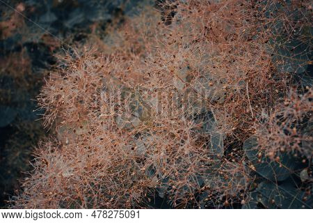 Cotinus Coggygria Bright Blossom Bush Concept Photo. Royal Purple Smoke Bush, Smokebush, Smoke Tree 