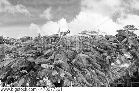 Exotic Tropical Tree. Exotic Tropical Tree With Leaves. Exotic Tropical Tree In Nature.