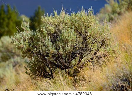 Beautiful Sage Brush Plant In Nature