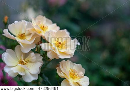 Beautiful Fresh Musk Rose. Rosa Moschata Flowers In Early Summer