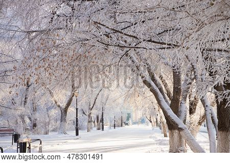 Frost Tree Branches, Rime Ice Snow Forest, Fog, Sun Rays, Lanterns, Benches. Winter Landscape Of Par