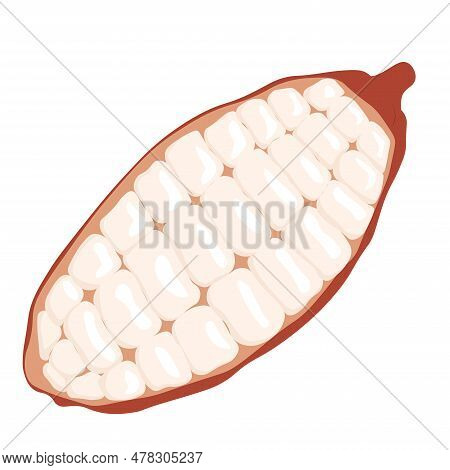 Cocoa Beans . Vector Stock Illustration. Chocolate. Fresh Cocoa Fruits With Half Sliced. Isolated On