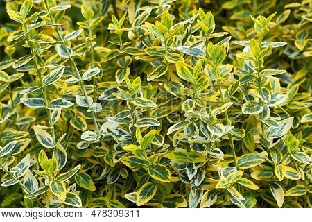 Yellow And Green Leaves Of Euonymus Fortunei Emerald N Gold Or Wintercreeper. Natural Foliage Backgr