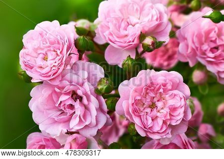 Small Pink Double Flowers And Green Buds Of The Polyantha Rose The Fairy Or Feerie, Perle Rose In Th
