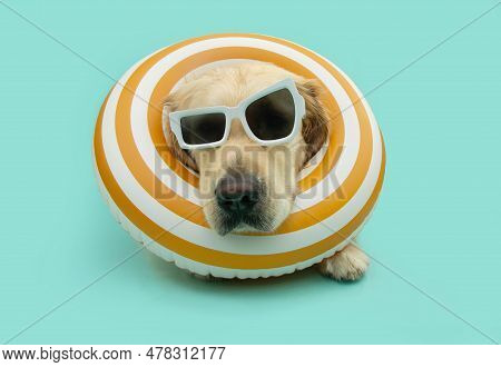 Funny Puppy Summer Season Portrait. Labrador Retriever Inside Of A Yellow Infltable Ring. Isolated O