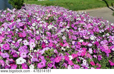 Corodful Petunia Flowers Background. Blooming Multiflora Petunias In The Flowerbed