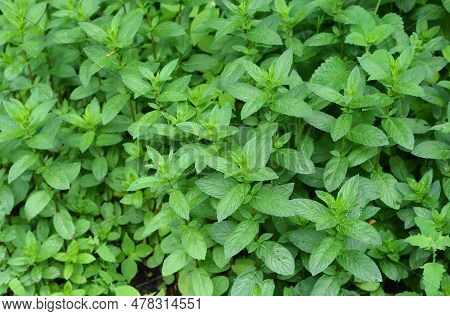 Peppermint (mentha Piperita) Plants Textured Background Top View. Fresh Green Leaves Of Peppermint. 