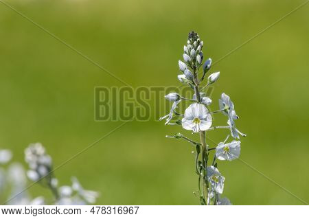 Gentian Speedwell (veronica Gentianoides) Flowers