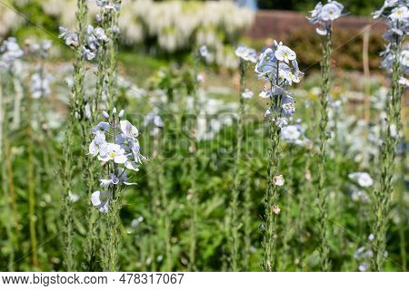 Gentian Speedwell (veronica Gentianoides) Flowers