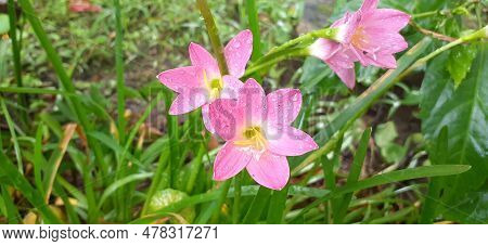 Pink Rain Lily Is A Very Small Flower. It Is Also Known As Pink Fairy Lily, Pink Zephyr Lily, Pink M