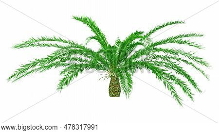 3D Rendering Encephalartos Woodii On White