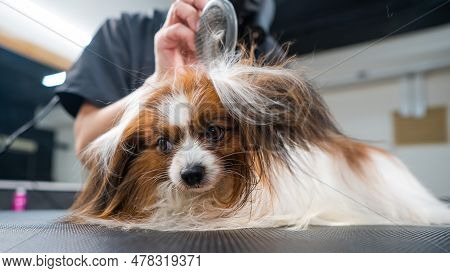 A Woman Combs Out The Undercoat Of A Dog. Portrait Of Papillon Continental Spaniel In The Grooming S