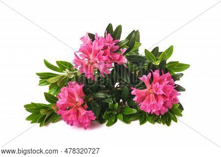 Rusty Leaved Alpenrose Isolated On White Background