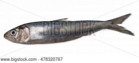 Alosa Agone Isolated On A White Background