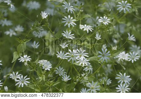 Spring Flowers And Leaves Of Stellaria Holostea As A Background