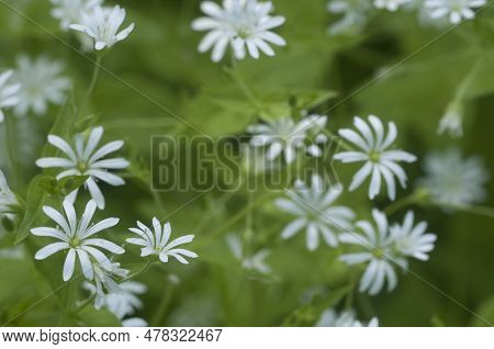 Spring Flowers And Leaves Of Stellaria Holostea As A Background