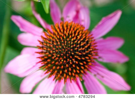 Echinacea blomst